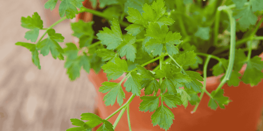 Herbs With White Flowers Enhance Your Garden's Elegance Cilantro
