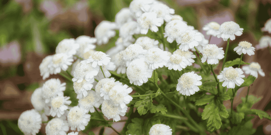 Herbs With White Flowers Enhance Your Gardens Elegance Feverfew