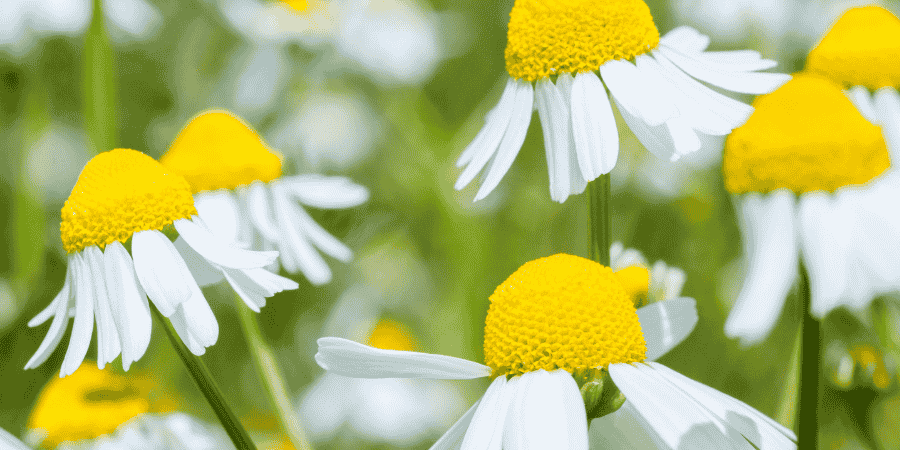 German Chamomile