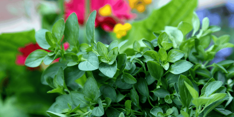 Herbs With White Flowers Enhance Your Garden's Elegance Greek Oregano