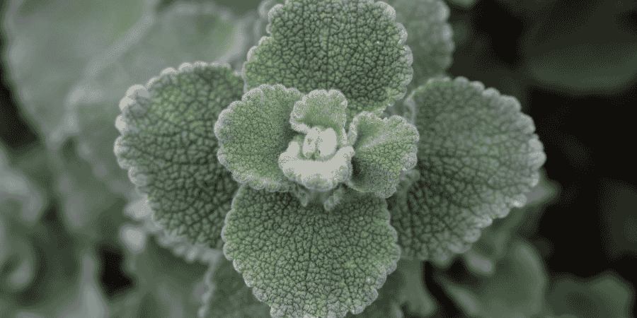 Herbs With White Flowers Enhance Your Garden's Elegance Horehound