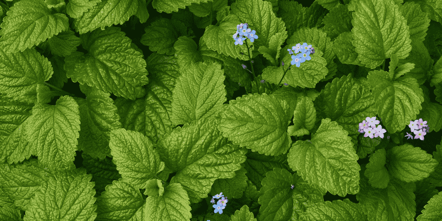 Herbs With White Flowers Enhance Your Garden's Elegance Lemon Balm