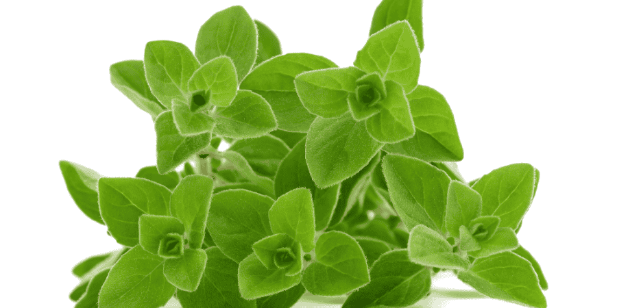 Herbs With White Flowers Enhance Your Garden's Elegance Marjoram