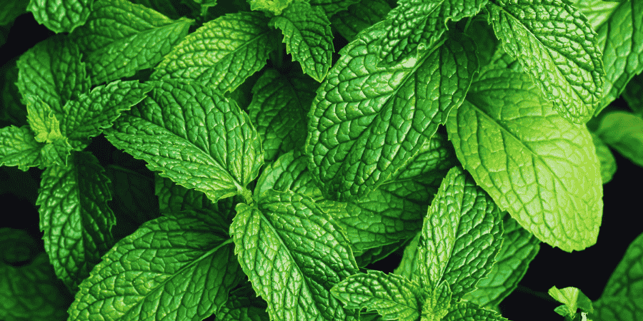 Herbs With White Flowers Enhance Your Garden's Elegance Mint
