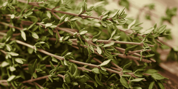 18 Best Herbs With White Flowers: Enhance Your Garden's Elegance ...