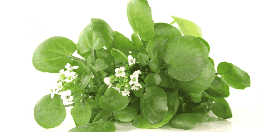 Herbs With White Flowers Enhance Your Garden's Elegance Watercress
