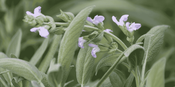 18 Best Herbs With White Flowers: Enhance Your Garden's Elegance ...