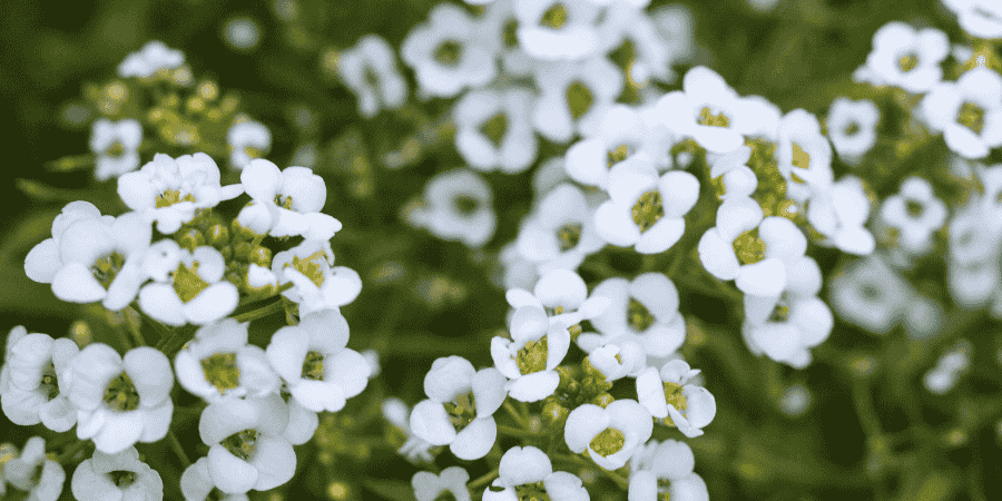 Herbs With White Flowers Enhance Your Garden's Elegance Winter Savory