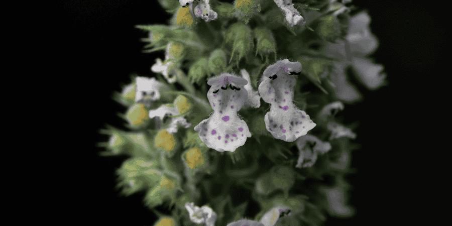 Herbs With White Flowers Enhance Your Garden's Elegance catnip