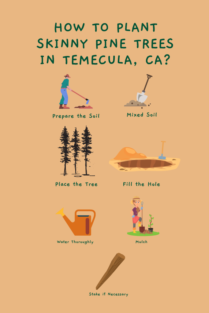 How To Plant Skinny Pine Trees In Temecula Ca