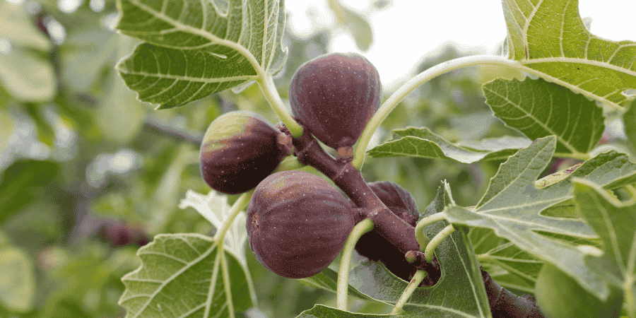 How to Care for a Potted Fig Tree in Delaware