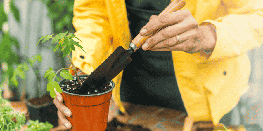 How to Grow Black Prince Tomatoes in Pots