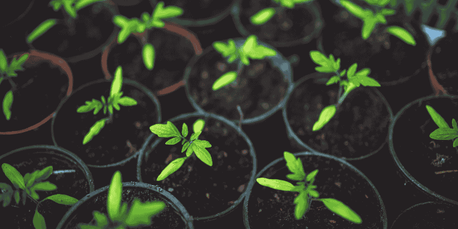 How to Grow Campari tomatoes