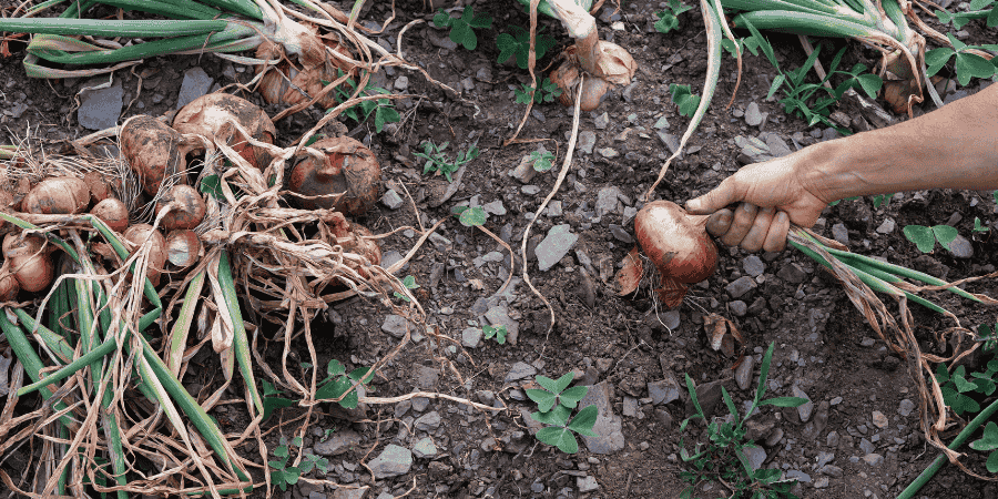 How to Grow Onion in Florida