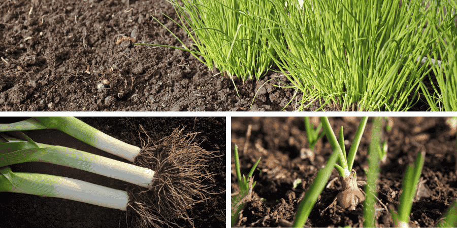 How to grow onions in florida