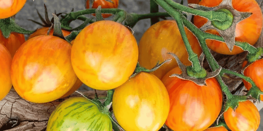 Organic Tomato Sunrise Bumble