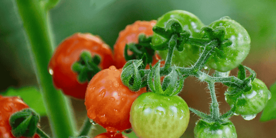 Organic Tomato Sweetie