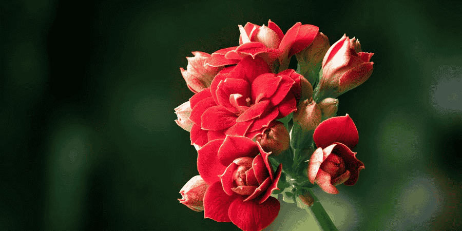 Pink Kalanchoe Plant