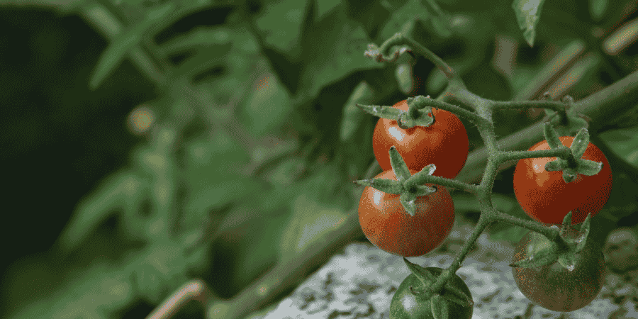 Primabella Outdoor Tomato