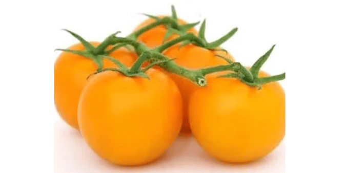 Tomato Orangeto