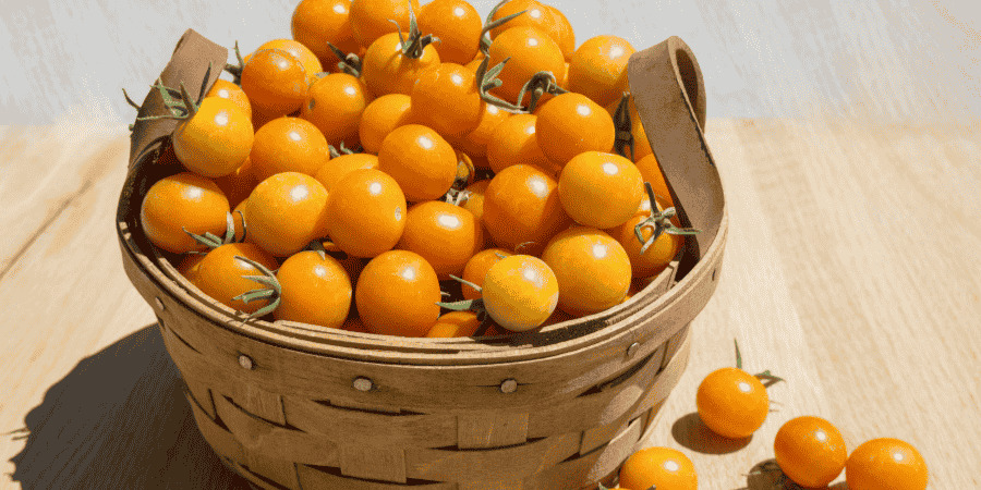 How to Grow Cherry Tomatoes in Florida