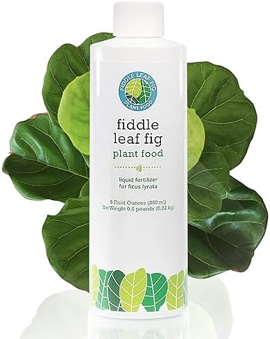 best soil for fig trees in pots p 5