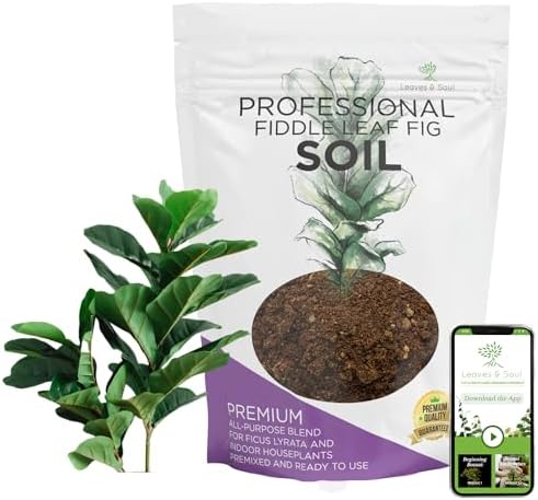 best soil for fig trees in pots p1