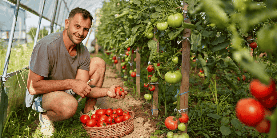 best tomatoes to grow in Central Texas
