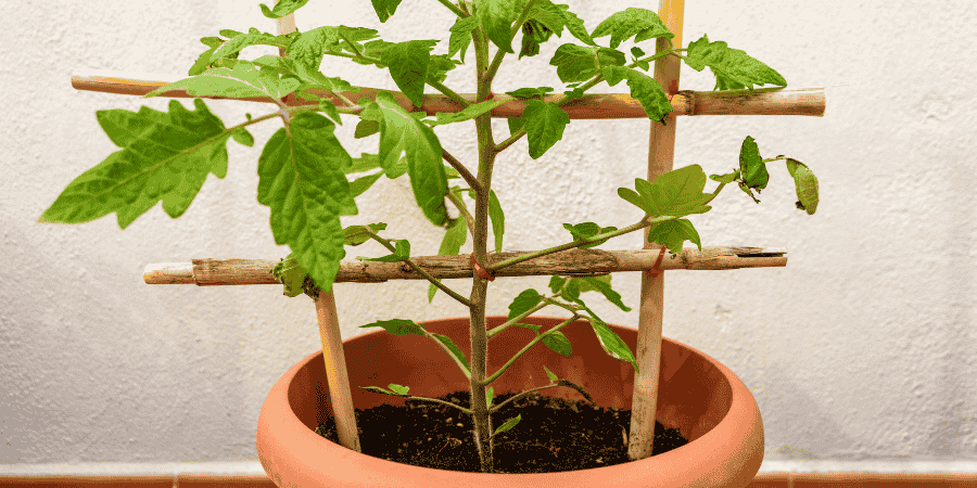 how to grow cherry tomatoes in Florida