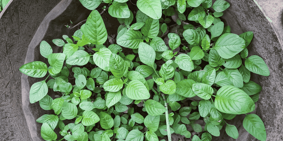 how to grow water spinach from seeds