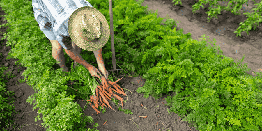 Growing Carrots in Texas