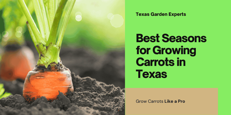 Growing Carrots in Texas