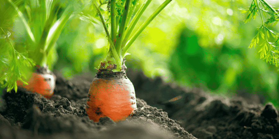 How to Grow Sweet Carrots A Complete Guide for Gardeners