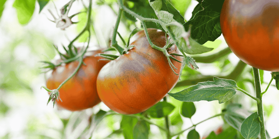 black prince tomato growing tips