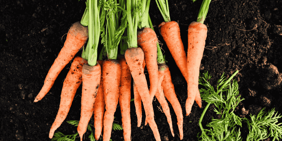 growing carrots in georgia