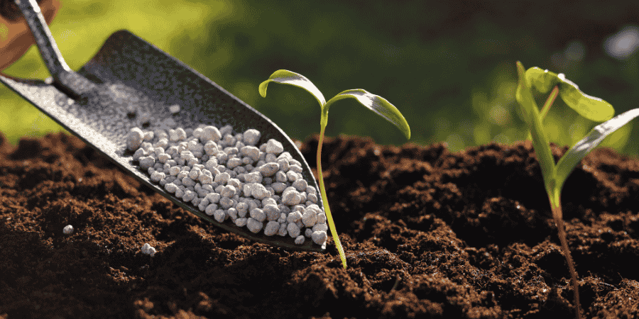 the Best Fertilizer for Fig Trees in Pots