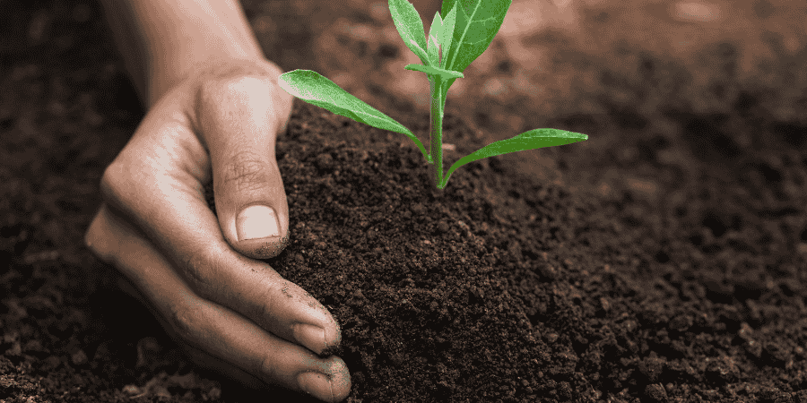 Celeste Fig Soil Enhancement