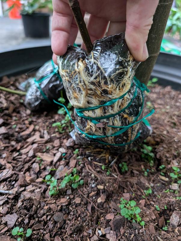 Celeste Fig Soil Enhancement