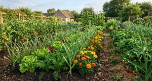 Garlic Companion Plant Guide