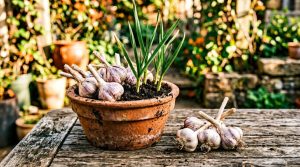 Growing Garlic in Pots