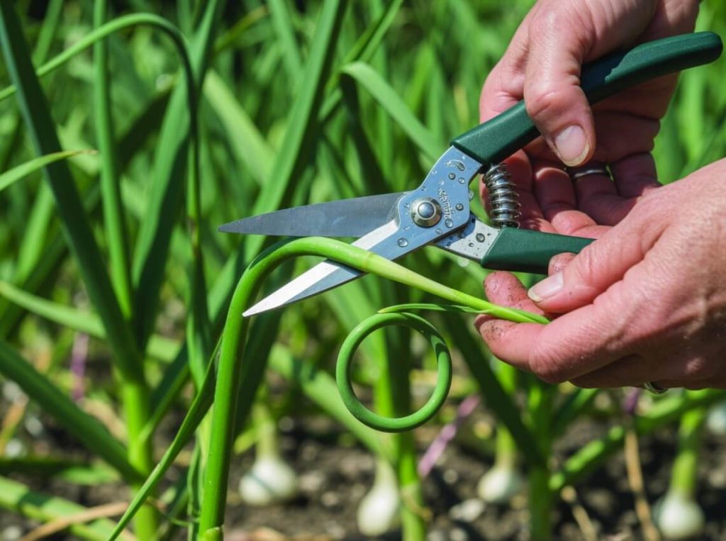 When to Remove Garlic Scapes (and Why It Affects Your Timing)